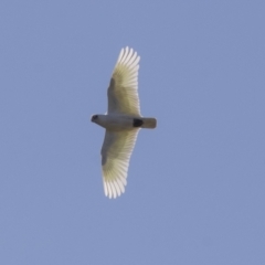 Cacatua sanguinea at Hawker, ACT - 24 Sep 2021 08:52 AM