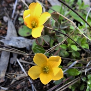 Oxalis sp. at Tuggeranong DC, ACT - 24 Sep 2021