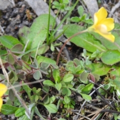 Oxalis sp. at Tuggeranong DC, ACT - 24 Sep 2021