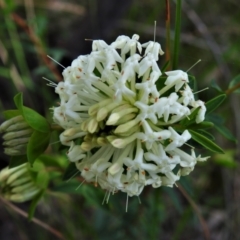 Pimelea linifolia subsp. linifolia (Queen of the Bush, Slender Rice-flower) at Farrer Ridge - 24 Sep 2021 by JohnBundock
