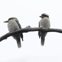 Dacelo novaeguineae (Laughing Kookaburra) at Bruce, ACT - 23 Sep 2021 by AlisonMilton