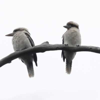 Dacelo novaeguineae (Laughing Kookaburra) at Bruce Ridge to Gossan Hill - 23 Sep 2021 by AlisonMilton