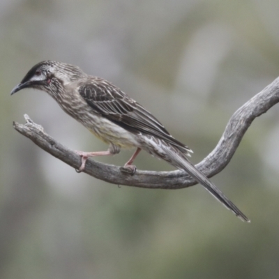 Anthochaera carunculata (Red Wattlebird) at Gossan Hill - 23 Sep 2021 by AlisonMilton