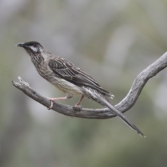 Anthochaera carunculata at Bruce, ACT - 23 Sep 2021