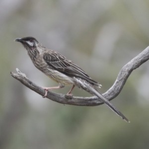 Anthochaera carunculata at Bruce, ACT - 23 Sep 2021 10:57 AM