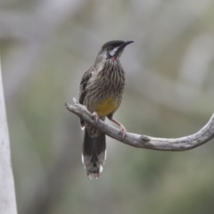 Anthochaera carunculata at Bruce, ACT - 23 Sep 2021 10:57 AM