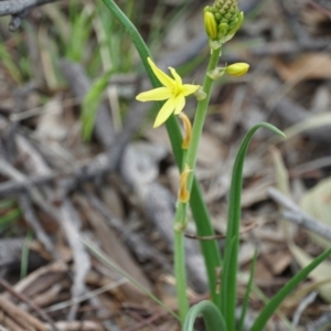 Bulbine bulbosa at Gundaroo, NSW - 24 Sep 2021