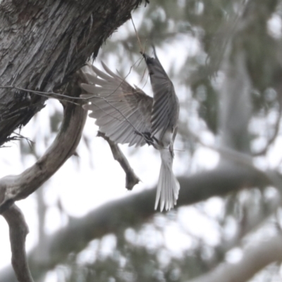 Philemon corniculatus (Noisy Friarbird) at Bruce Ridge to Gossan Hill - 23 Sep 2021 by AlisonMilton