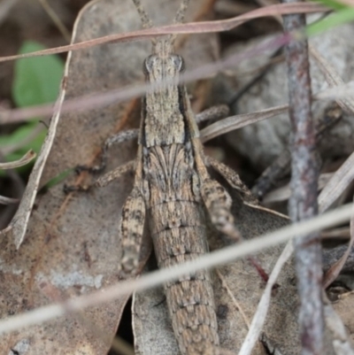 Coryphistes ruricola (Bark-mimicking Grasshopper) at Gundaroo, NSW - 24 Sep 2021 by MPennay