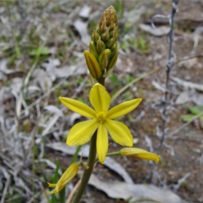 Bulbine bulbosa (Golden Lily) at Tuggeranong DC, ACT - 24 Sep 2021 by JohnBundock