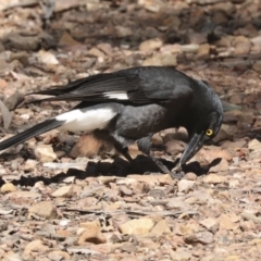 Strepera graculina (Pied Currawong) at Bruce Ridge to Gossan Hill - 23 Sep 2021 by AlisonMilton