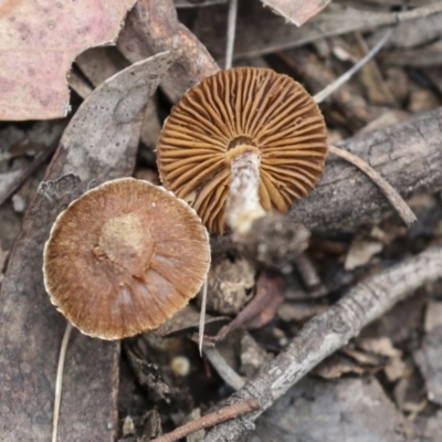 Inocybe sp. (Inocybe) at Bruce, ACT - 23 Sep 2021 by AlisonMilton