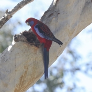 Platycercus elegans at Bruce, ACT - 23 Sep 2021