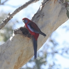 Platycercus elegans at Bruce, ACT - 23 Sep 2021