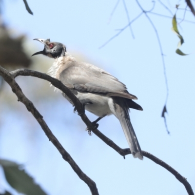 Philemon corniculatus (Noisy Friarbird) at Bruce Ridge to Gossan Hill - 23 Sep 2021 by AlisonMilton