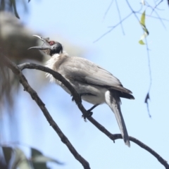 Philemon corniculatus at Bruce, ACT - 23 Sep 2021