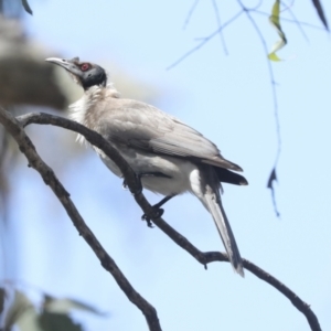 Philemon corniculatus at Bruce, ACT - 23 Sep 2021