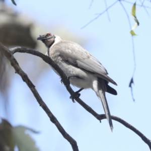 Philemon corniculatus at Bruce, ACT - 23 Sep 2021