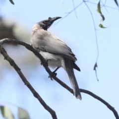 Philemon corniculatus at Bruce, ACT - 23 Sep 2021