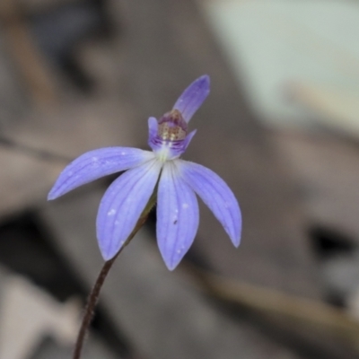 Cyanicula caerulea (Blue Fingers, Blue Fairies) at Bruce, ACT - 23 Sep 2021 by AlisonMilton