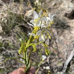 Stypandra glauca at Tuggeranong DC, ACT - 24 Sep 2021