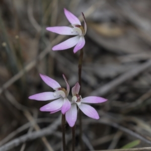 Caladenia fuscata at Bruce, ACT - suppressed