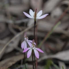 Caladenia fuscata at Bruce, ACT - 23 Sep 2021