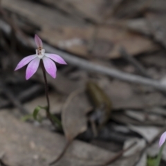 Caladenia fuscata at Bruce, ACT - suppressed