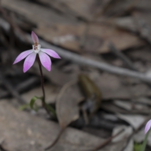 Caladenia fuscata at Bruce, ACT - suppressed