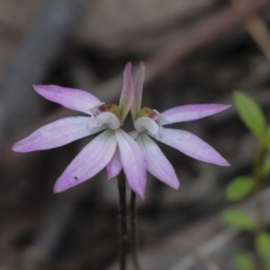 Caladenia fuscata at Bruce, ACT - suppressed