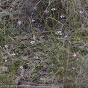 Caladenia fuscata at Bruce, ACT - suppressed