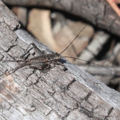 Eurepa marginipennis (Mottled bush cricket) at Bruce Ridge to Gossan Hill - 23 Sep 2021 by AlisonMilton