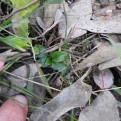 Pterostylidinae (greenhood alliance) (A Greenhood) at Mount Jerrabomberra QP - 24 Sep 2021 by Liam.m