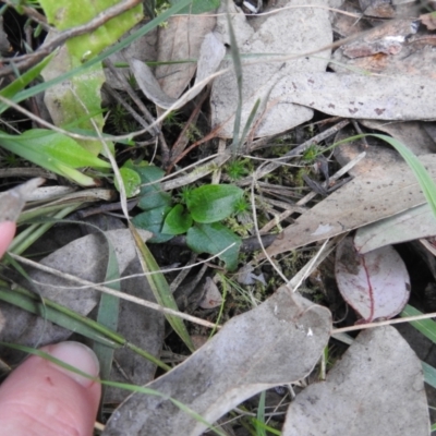 Pterostylidinae (greenhood alliance) (A Greenhood) at Mount Jerrabomberra - 24 Sep 2021 by Liam.m