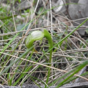 Pterostylis nutans at Jerrabomberra, NSW - 24 Sep 2021