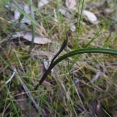 Thelymitra sp. (A Sun Orchid) at Mount Jerrabomberra - 24 Sep 2021 by Liam.m