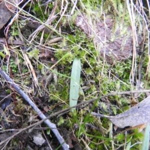 Glossodia major at Jerrabomberra, NSW - 24 Sep 2021