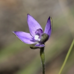 Glossodia major at Bruce, ACT - suppressed