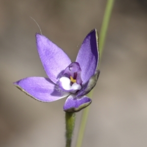 Glossodia major at Bruce, ACT - suppressed