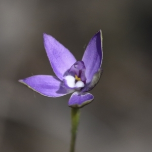 Glossodia major at Bruce, ACT - suppressed