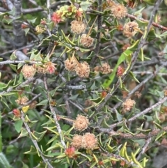 Acacia gunnii (Ploughshare Wattle) at Moncrieff, ACT - 24 Sep 2021 by JaneR