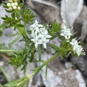 Asperula conferta at Moncrieff, ACT - 24 Sep 2021 03:18 PM