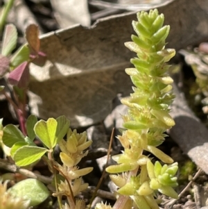 Crassula sieberiana at Moncrieff, ACT - 24 Sep 2021