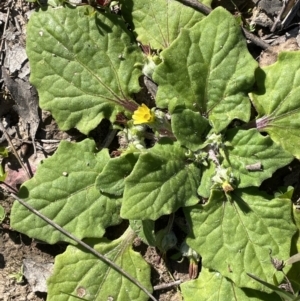 Cymbonotus sp. (preissianus or lawsonianus) at Moncrieff, ACT - 24 Sep 2021