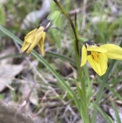 Diuris chryseopsis at Moncrieff, ACT - suppressed