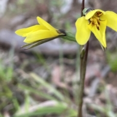 Diuris chryseopsis at Moncrieff, ACT - 24 Sep 2021