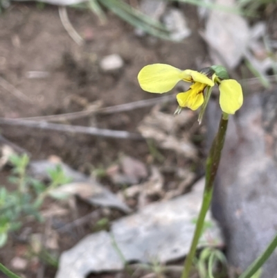 Diuris sp. (hybrid) (Hybrid Donkey Orchid) at Moncrieff, ACT - 24 Sep 2021 by JaneR