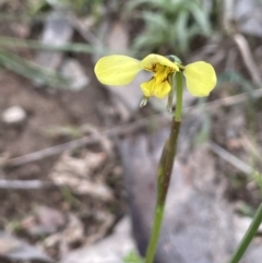 Diuris sp. (hybrid) at Moncrieff, ACT - 24 Sep 2021