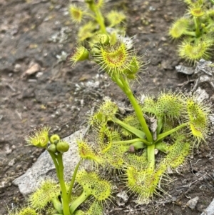 Drosera sp. at Moncrieff, ACT - 24 Sep 2021