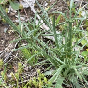 Eryngium ovinum at Moncrieff, ACT - 24 Sep 2021 03:09 PM